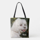 Buscar perro maltés bolsos Perrito