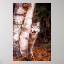 Buscar lupus de canis posters Carnívoro