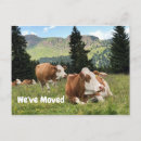 Buscar vaca postales tarjetas de mudanza nos hemos mudado