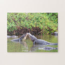 Buscar gatito puzzles Naturaleza