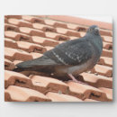Buscar palomas placas fotograbadas Adorable