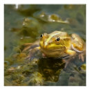 Buscar sapo posters Lindo