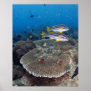Buscar submarino posters Coral