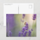 Buscar lavendel otros Lavandula