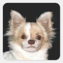 Buscar chihuahua pegatinas De pelo largo