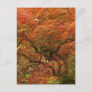 Buscar arce japonés postales Otoño
