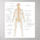 Buscar sistema posters Humano