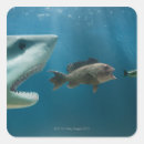 Buscar lubina pegatinas Naturaleza