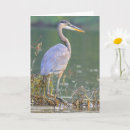 Buscar garza de gran azul tarjetas Fotografía