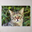 Buscar gato de ojos verdes posters Amante del gato