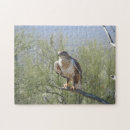 Buscar halcones puzzles Rapaz