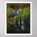 Buscar garzas posters Foto
