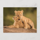 Buscar león animal postales África