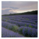 Buscar nubes azulejos Lavanda