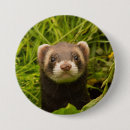 Buscar hurones chapas Adorable