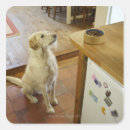 Buscar comida de perro pegatinas Horizontal