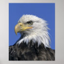 Buscar águilas arte Alaska