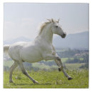 Buscar caballo blanco azulejos Animal