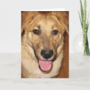 Buscar canina tarjetas Divertido