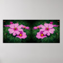 Buscar cosmo rosado posters Flor