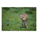 Buscar en frente posters Animal