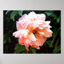 Buscar peonia posters Peony