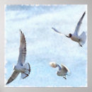 Buscar gaviota posters Naturaleza