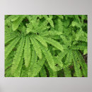 Buscar helechos posters General y unisex
