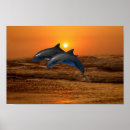 Buscar bottlenose posters Delfín