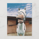 Buscar imágenes de caballos postales Naturaleza
