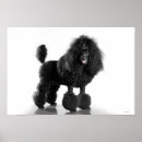 Buscar servicios a empresas posters Perros