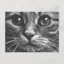 Buscar ojos de gato postales Gatito