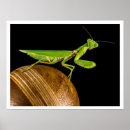 Buscar entomología posters Entomólogo