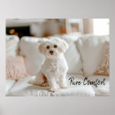 Buscar perro maltés blanco posters Para todos