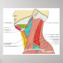 Buscar mandíbula posters Cuello