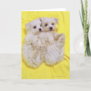 Buscar raza del perro tarjetas Adorable