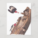 Buscar john james audubon postales Naturaleza