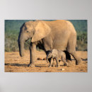 Buscar elefante africano posters Ternera