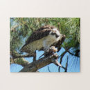 Buscar halcones puzzles Raptor