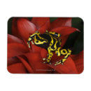 Buscar dardos imanes Naturaleza