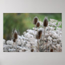 Buscar comadreja arte Fotografía