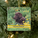 Buscar chocolate labrador decoracion Perros