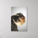 Buscar schnauzer lienzos Tiro del estudio