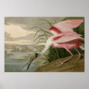 Buscar audubon ibis Pájaros de américa
