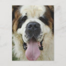 Buscar st bernard Negro