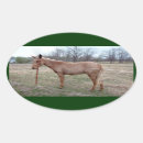 Buscar mula pegatinas Caballo