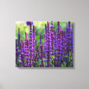 Buscar lila lienzos Fotografía