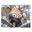 Buscar oso panda calendarios Tigre