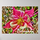 Buscar columbine posters Columbina