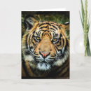 Buscar tigre de bengala tarjetas Naturaleza